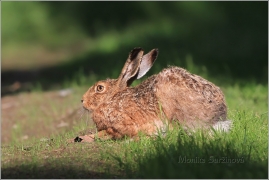<p>ZAJÍC POLNÍ (Lepus europaeus)</p>